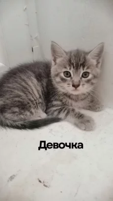 Котята