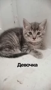 Котята