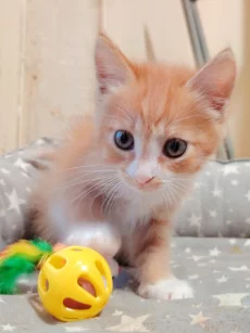 Котёнок девочка рыжая