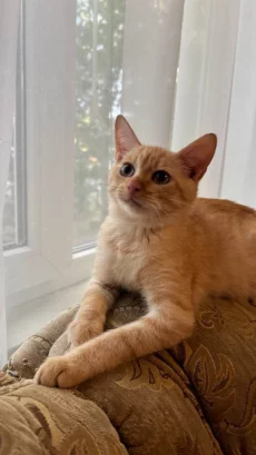 Котятат