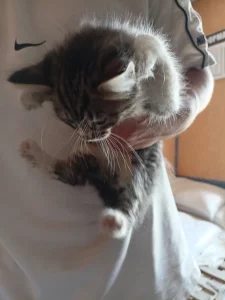 Отдам котят