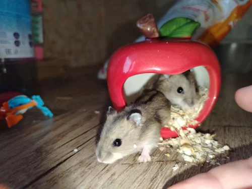 Хомячки джунгарские