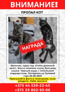 Пропал кот