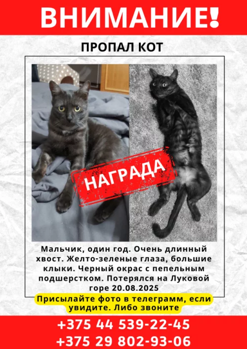 Пропал кот