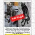 Пропал кот