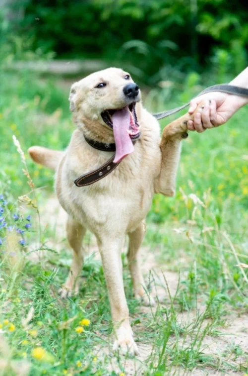 Рыжий красавец ищет дом