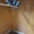 Волнистые попугаи