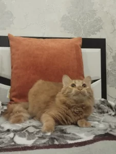 Ласковый рыжик