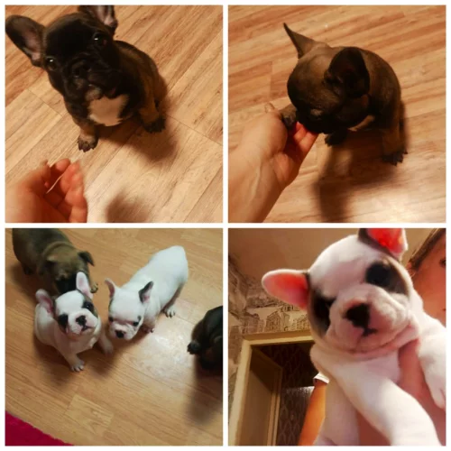 Щенки французского бульдога