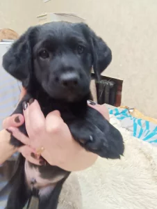 Щенок кокер спаниель гладкошерстный