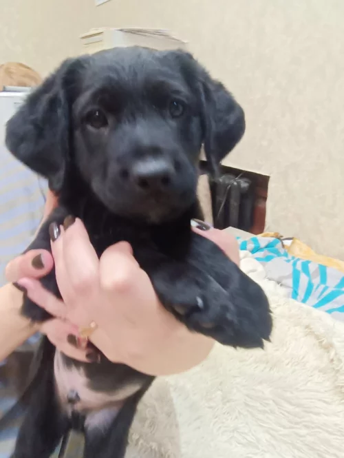 Щенок кокер спаниель гладкошерстный