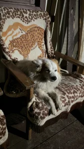 Найдена собака