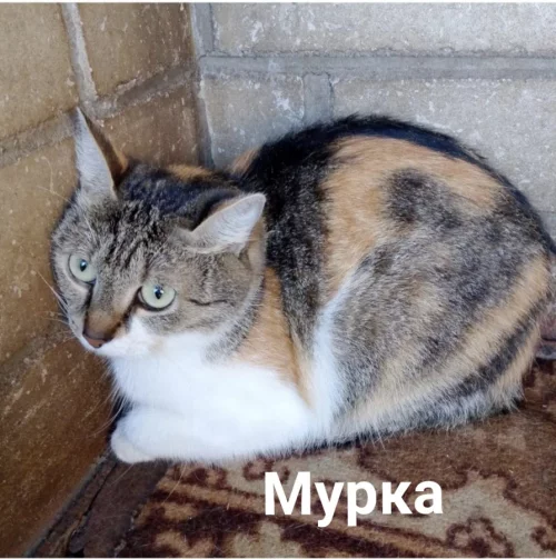 Стерилизованные кошечки