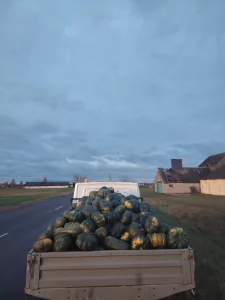 Тыкву на корм животным. Доставка
