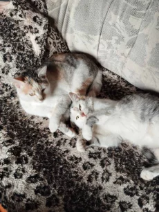 Кошечки-подростки ищут дом