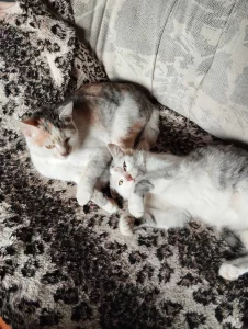 Кошечки-подростки ищут дом