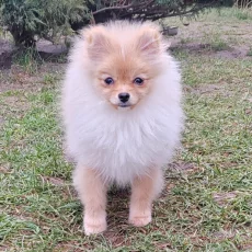 Шпиц мальчишка