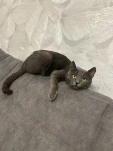 Молодой котик ищет дом