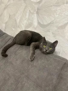 Молодой котик ищет дом