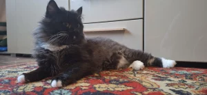 Кошка с рожками