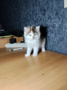 Котята в дар