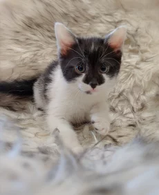 Красивенный котик