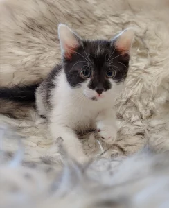 Красивенный котик