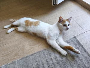 Ласковый котик ищет дом