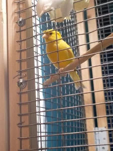 Кенар хохлатый