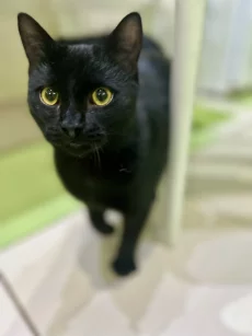 Очень ласковый котик ищет дом