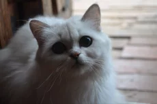 Шотландские серебристые котята