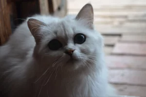 Шотландские серебристые котята