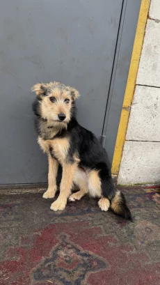 Маргоша ищет дом