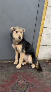 Маргоша ищет дом