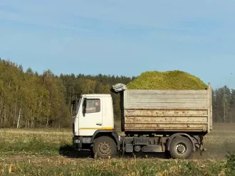 На Бобруйщине продолжается массовая уборка кукурузы на силос