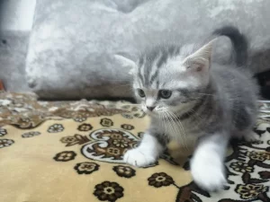 Шотландских котят