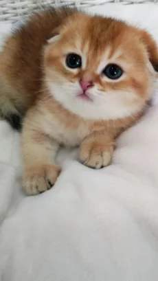 Шотландские золотые шиншилловые котята