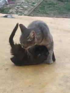 Котики