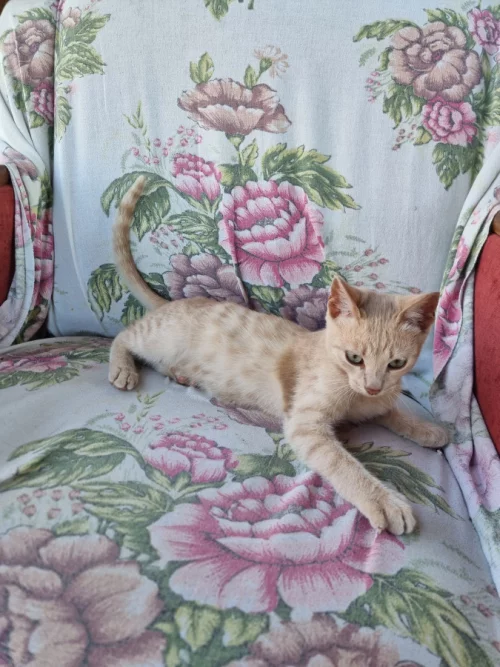 Котята