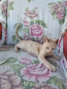 Котята