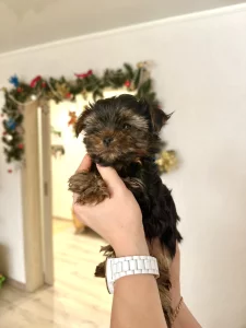 Щенки йоркширского терьера