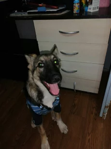 Щенок подросток