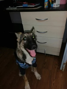 Щенок подросток