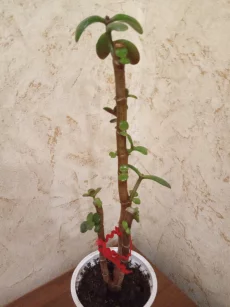 Денежное дерево (толстянка)