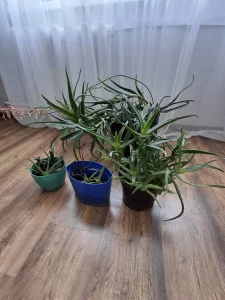 Комнатные цветы