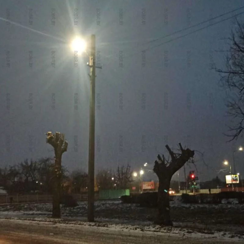 Деревья подстригли, класс