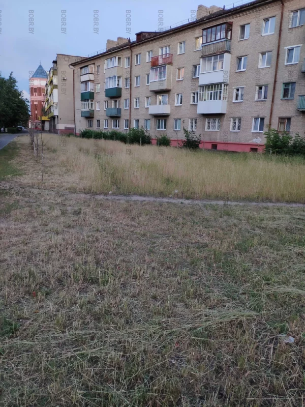 Окультуренные посадки, сорной травы. В Бобруйске 1 год то траву безбожно косят каждый день ничего не оставляя то не косят вовсе.