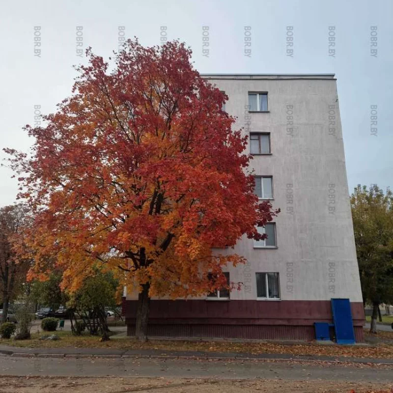 Осеннее граффити на доме
