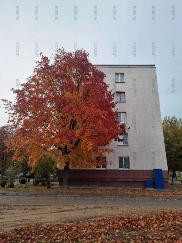 Осеннее граффити на доме