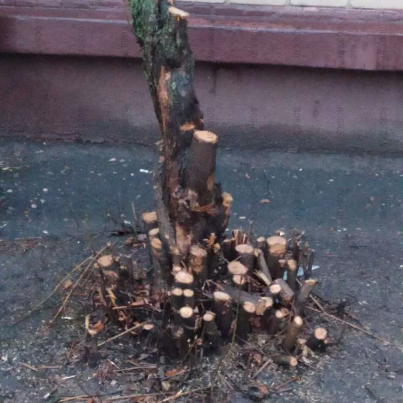Подстригли